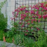 Японская капуста Мизуна: выращивание и уход