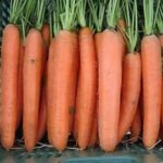 Морковь Алтайская лакомка: описание, фото, отзывы